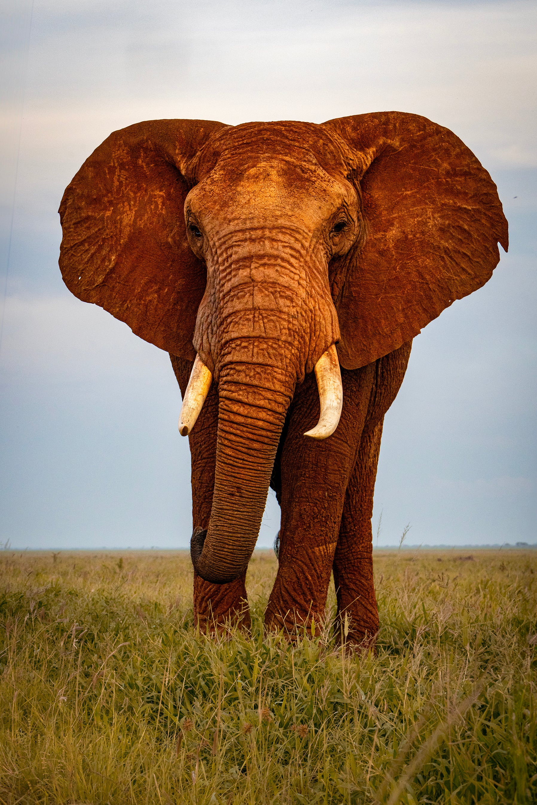 African Red Elephant in Tsavo East National Park - Colour