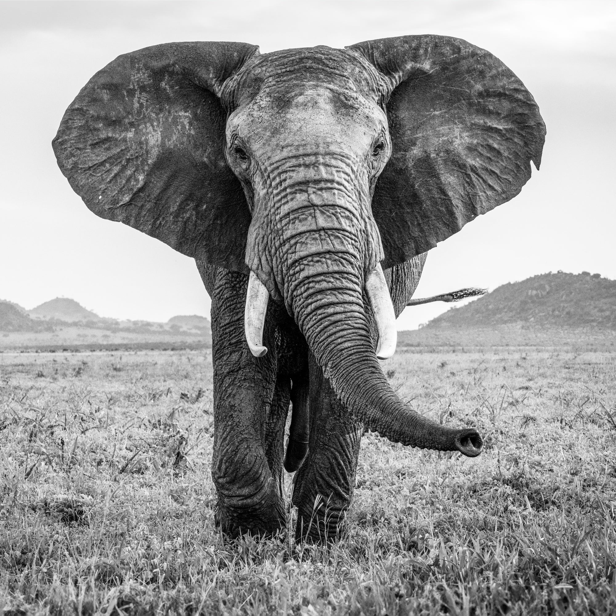 African Red Elephant in Tsavo East National Park  - square, Black and White