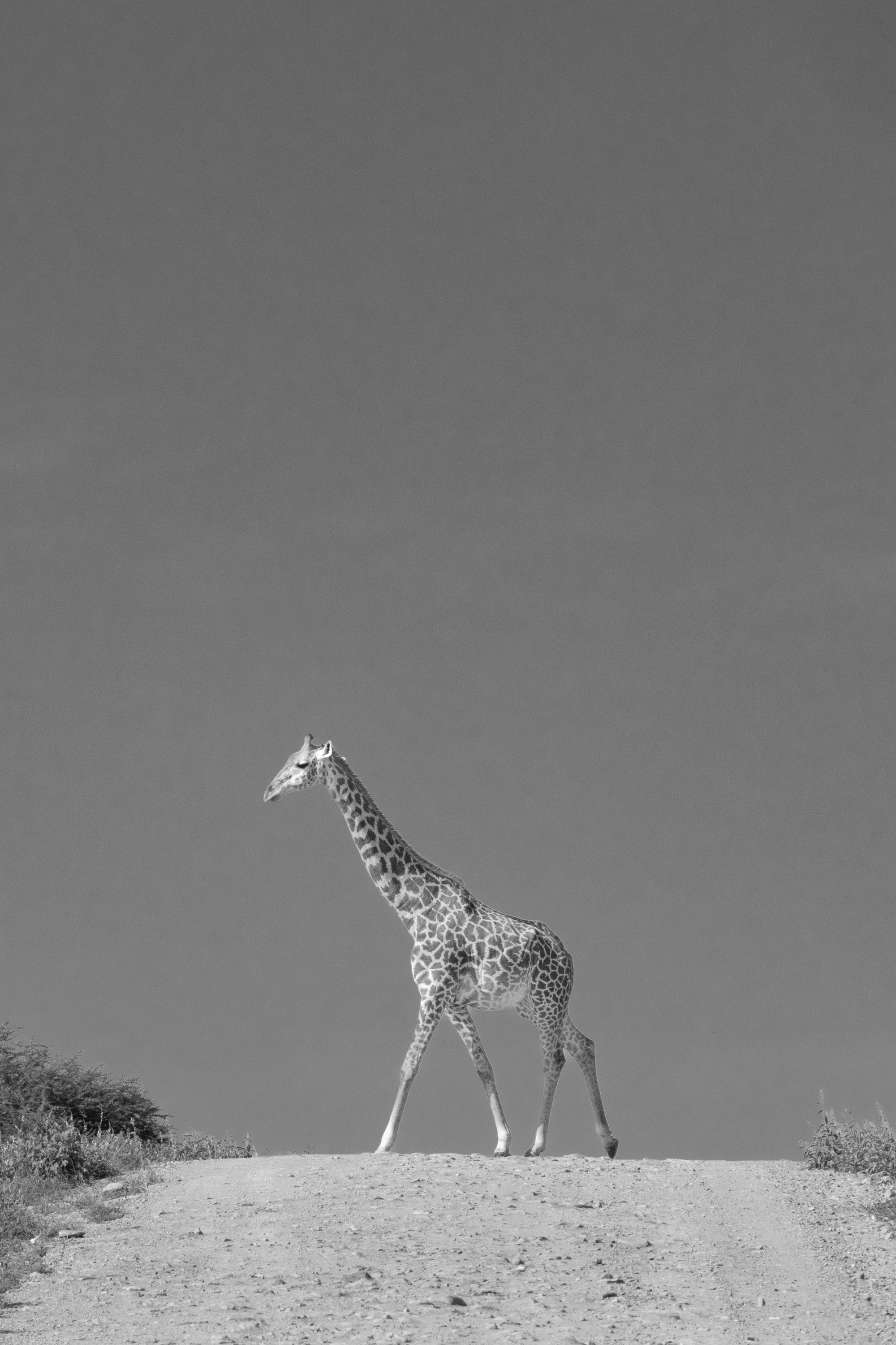 A Lolloping Giraffe Walking across the Road. Tsavo East National Park - Black and White