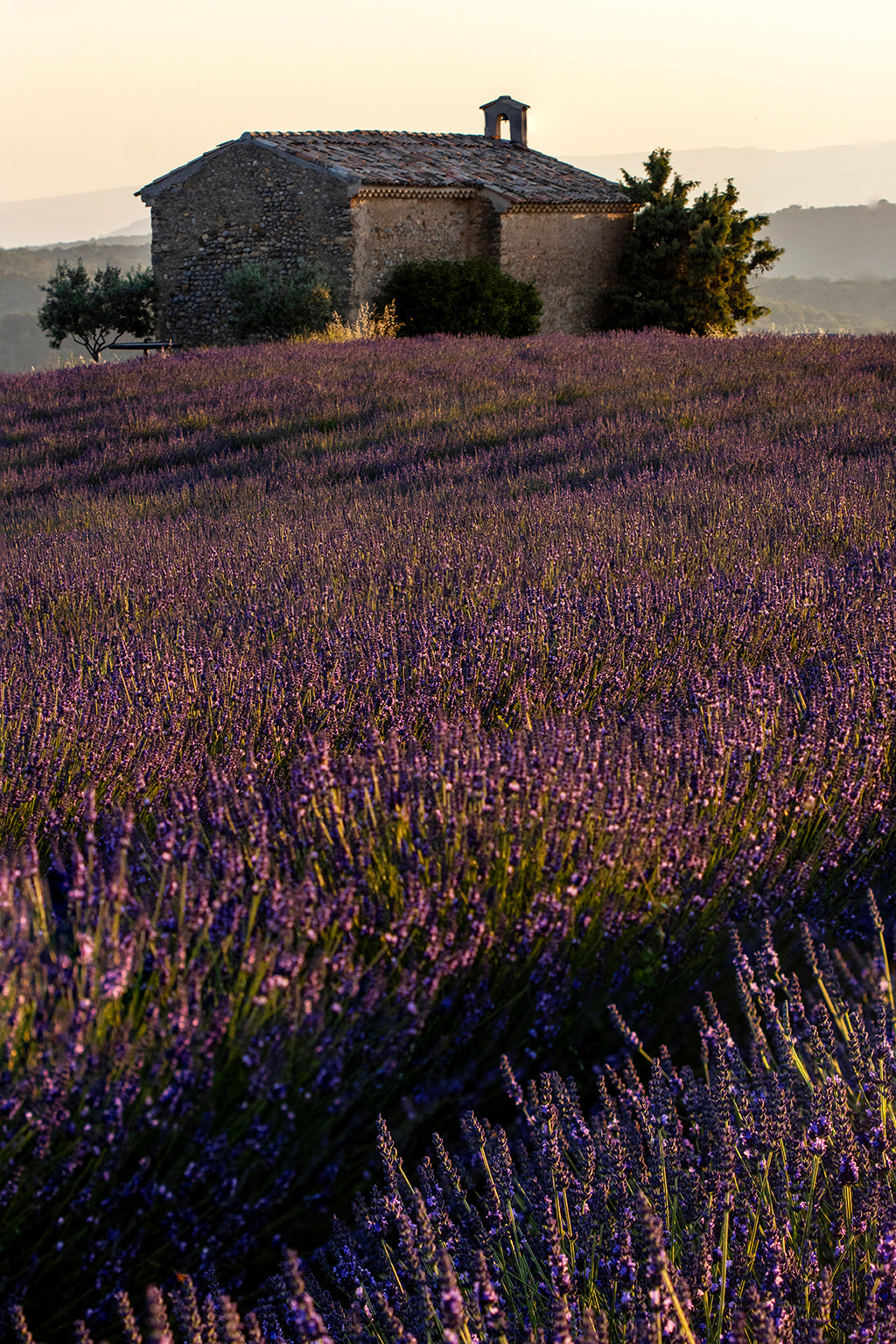 Plateau de Valensole Chapel in the midst of Lavender Fields. Provence France.