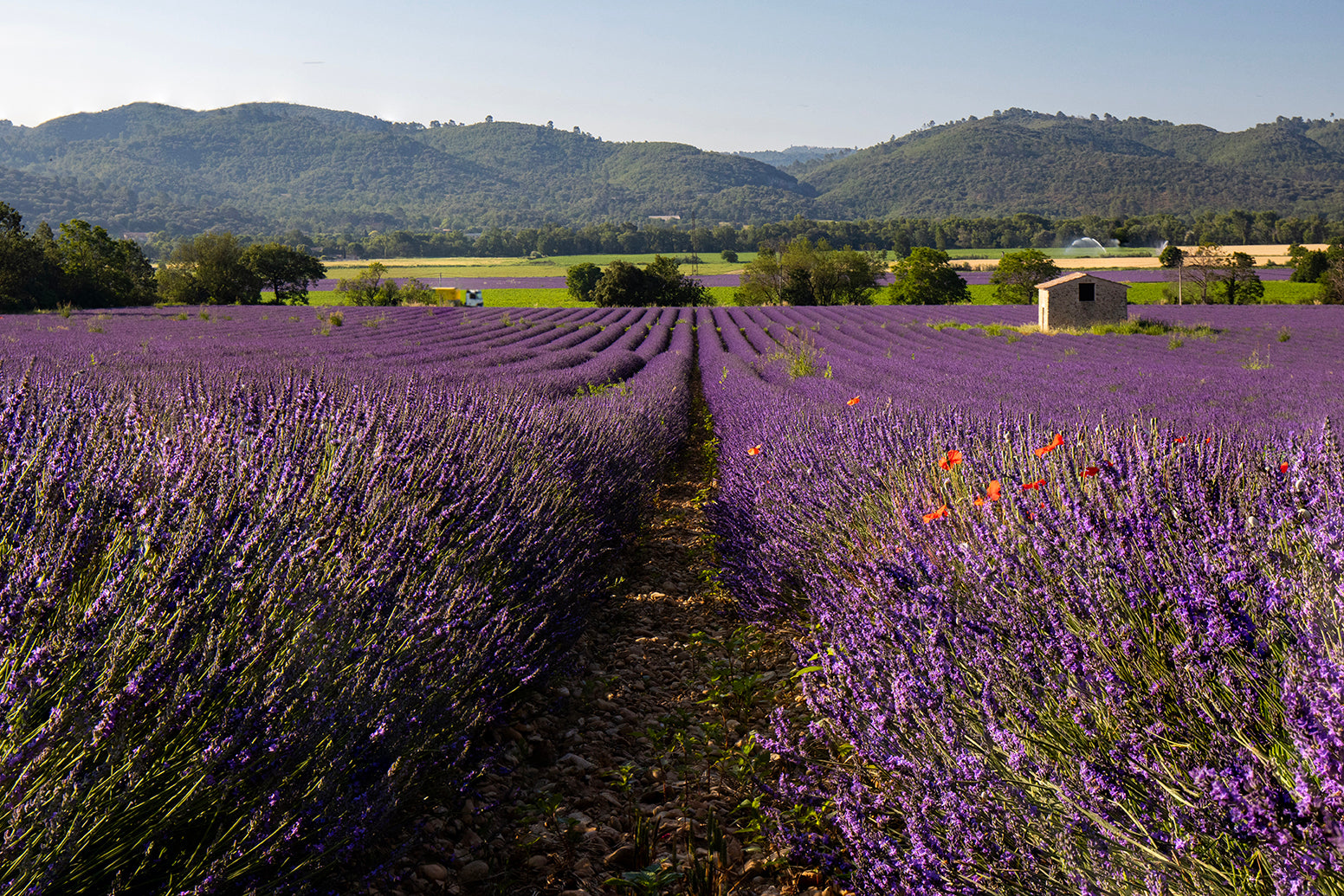 A Lavender Field near Valensole in the Provence, with a little stone workman's hut. - France