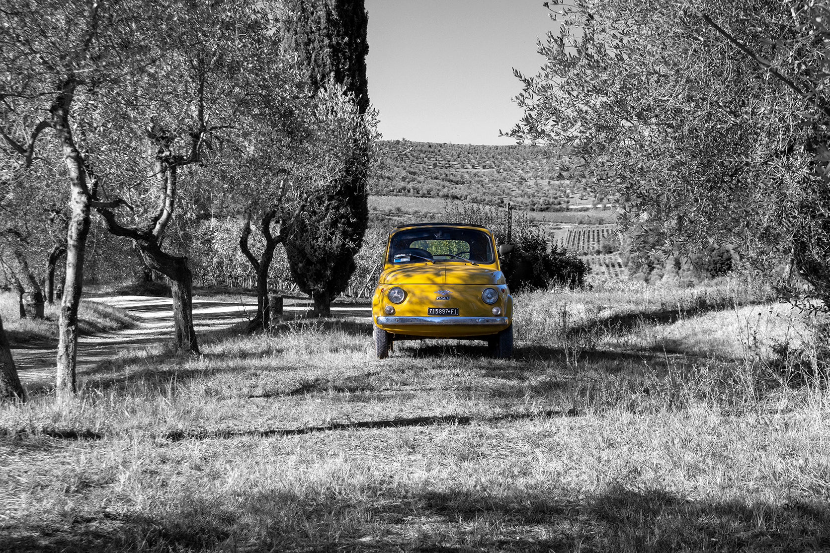 Yellow cinquecento in the olive groves of Tuscany - Italy