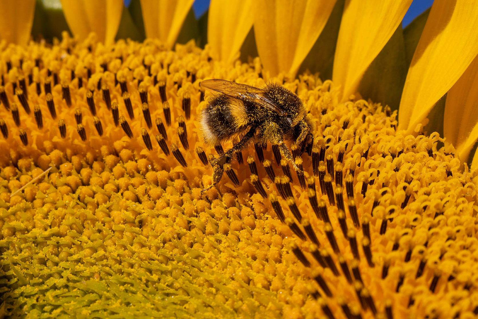 A Busy Bee on a Sunflower