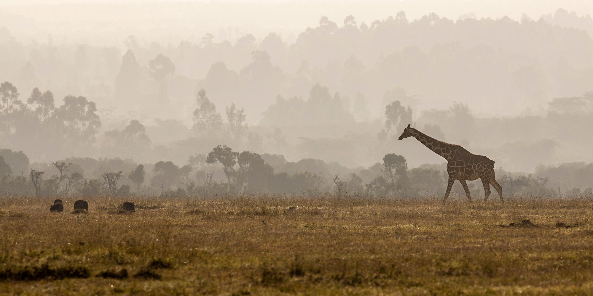 A Lonesome Giraffe walking in the Mist - Kenya
