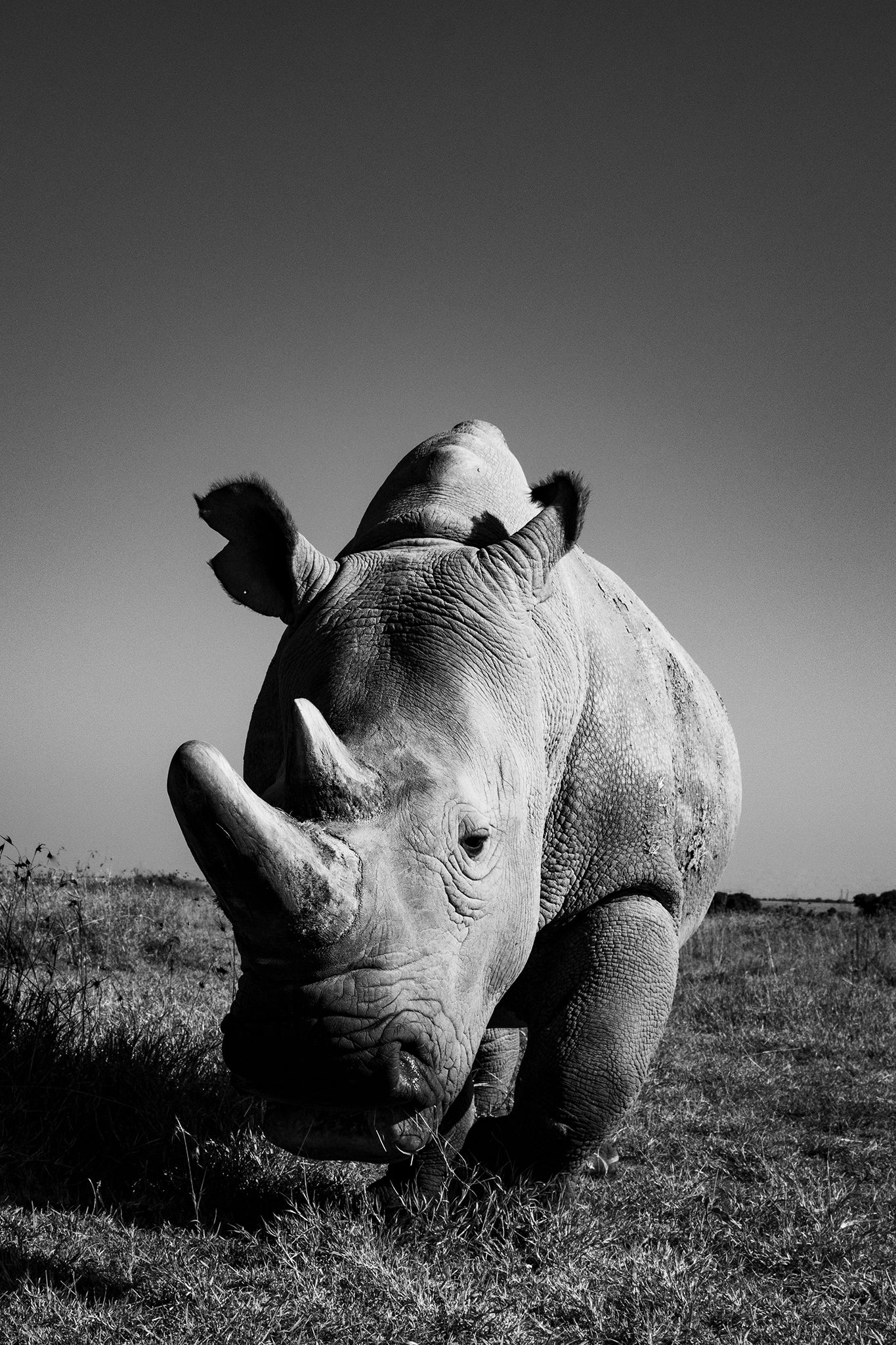 A Hefty Old Rhino Walking Towards the Camera - Najin