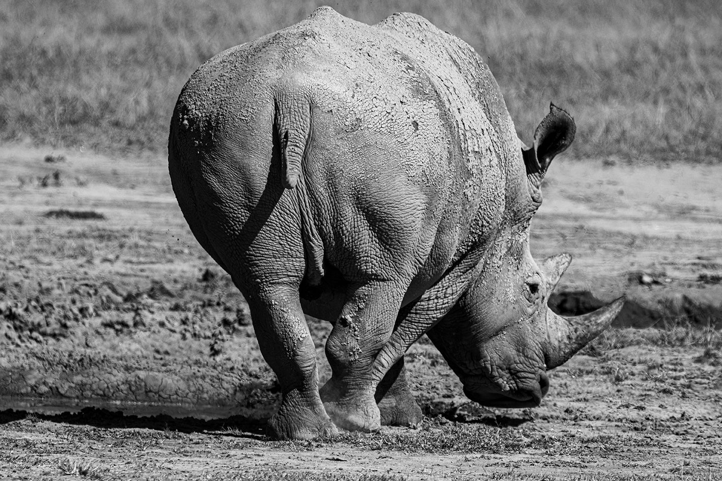A Rhinoceros'  Muddy Backside