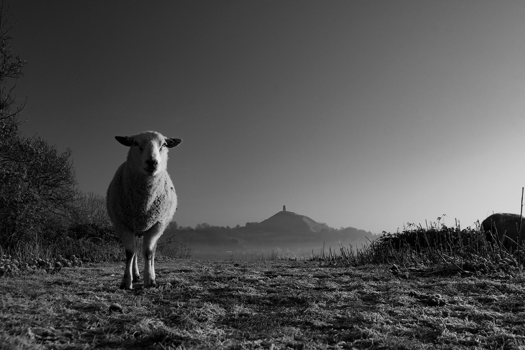 A sheep standing in front of the hazy Glastonbury Tor - England