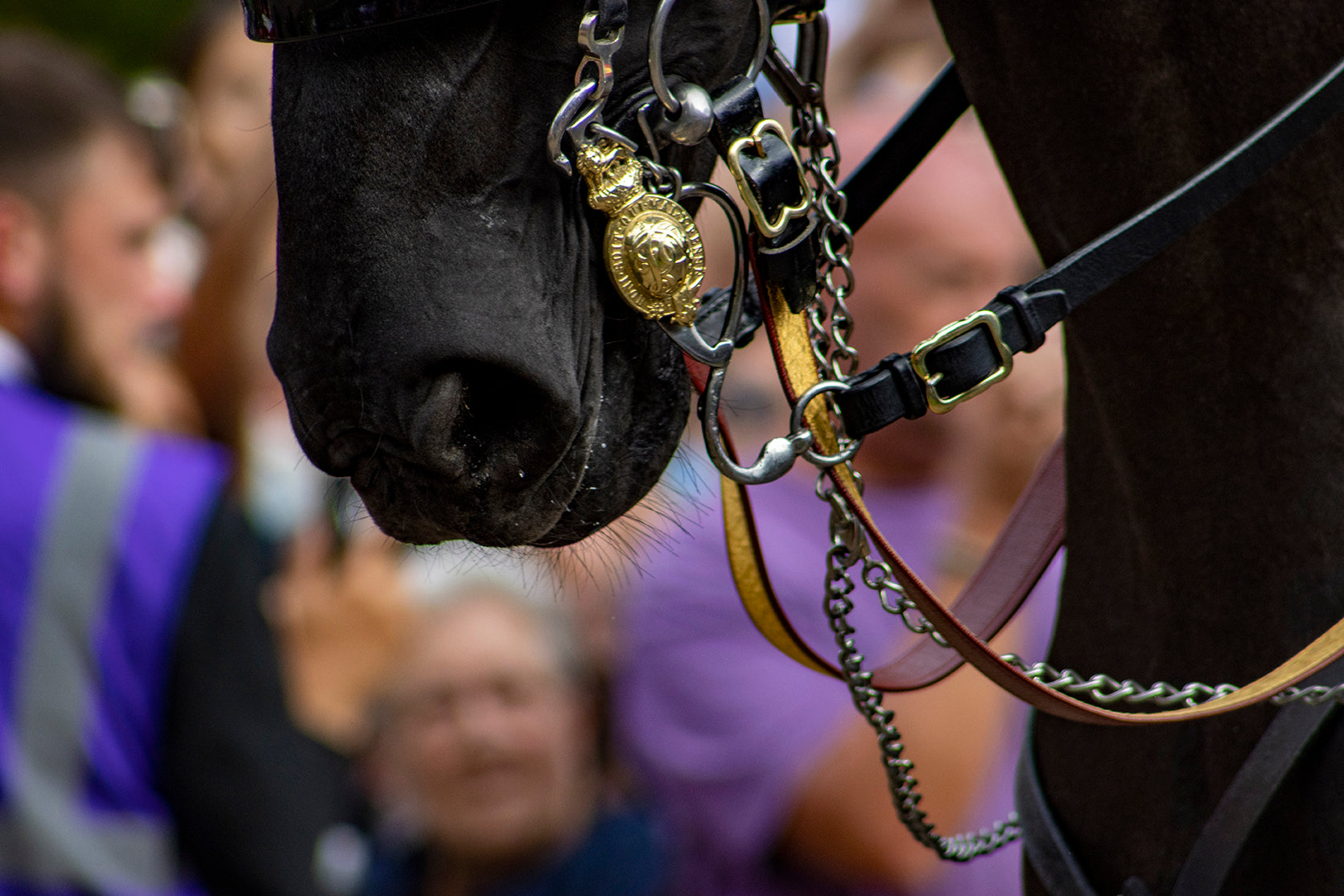 Black home guards horses muzzle in its parade bridle and tack