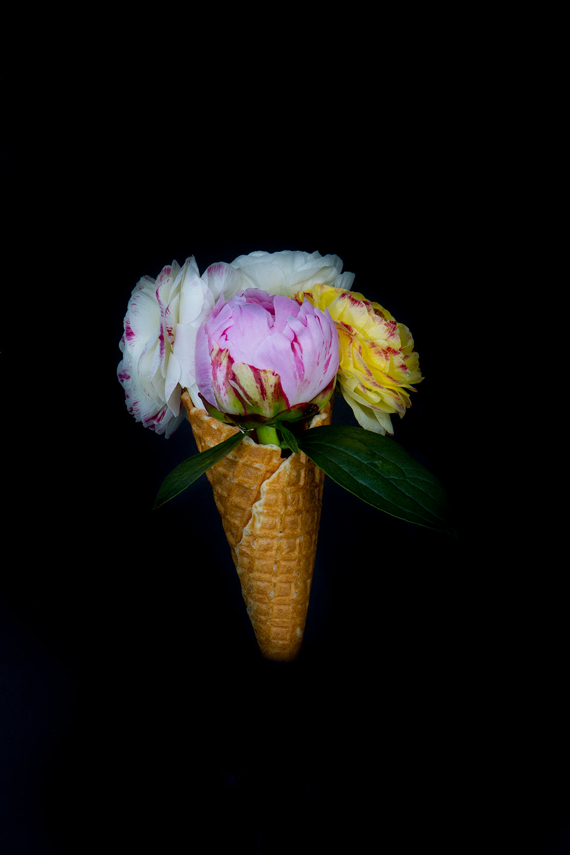A Cone of Peonies and Ranunculus