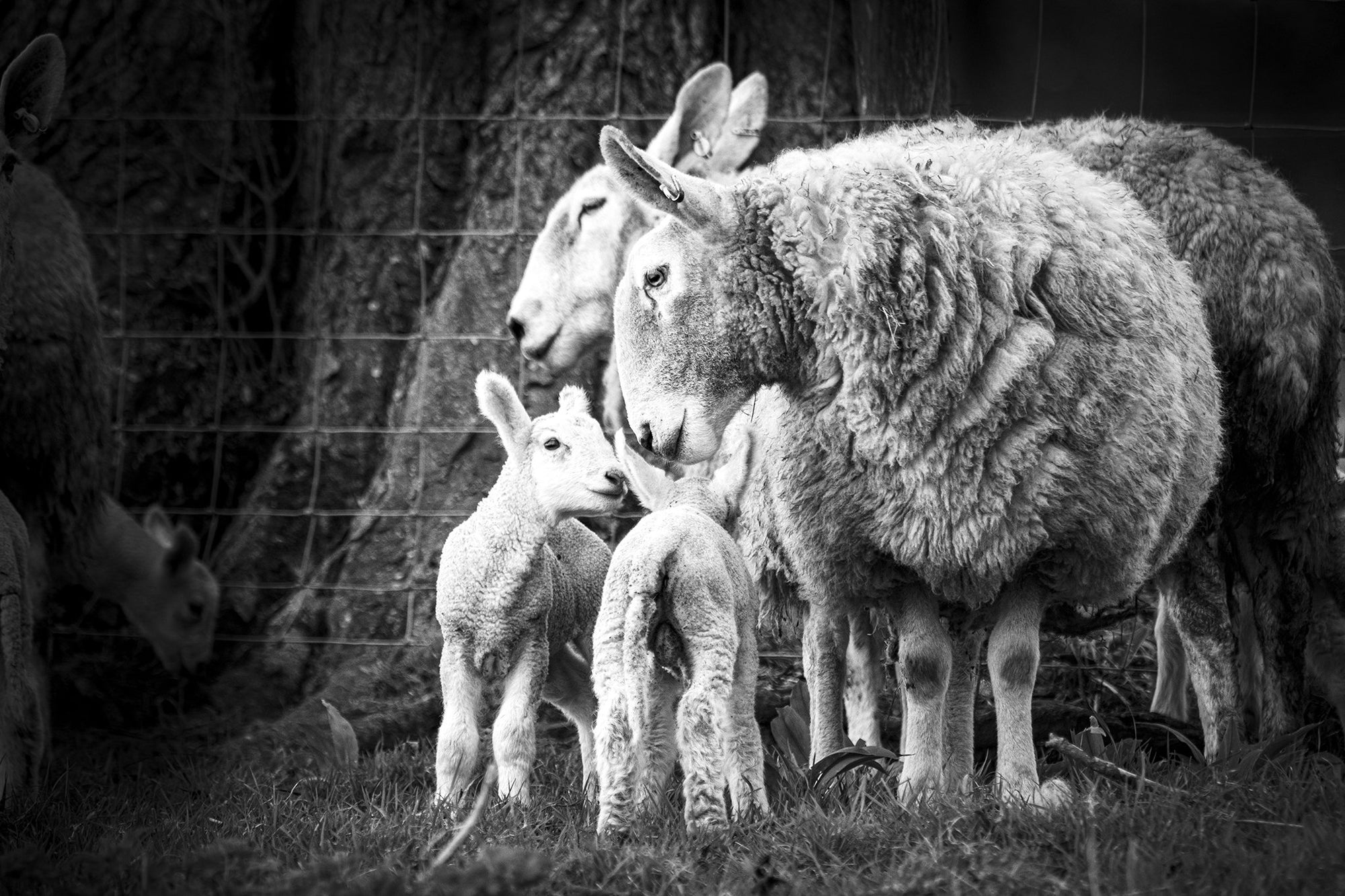 Lambs being Nurtured by their Mothers