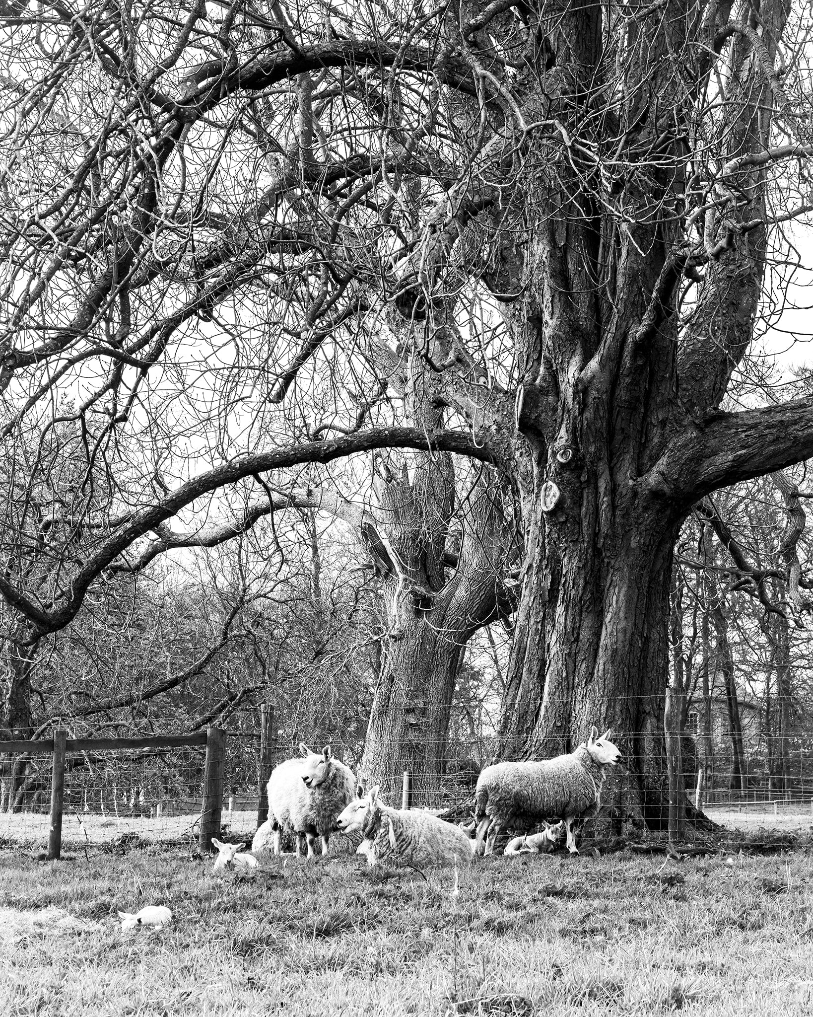 Sheep and their lambs under a tree