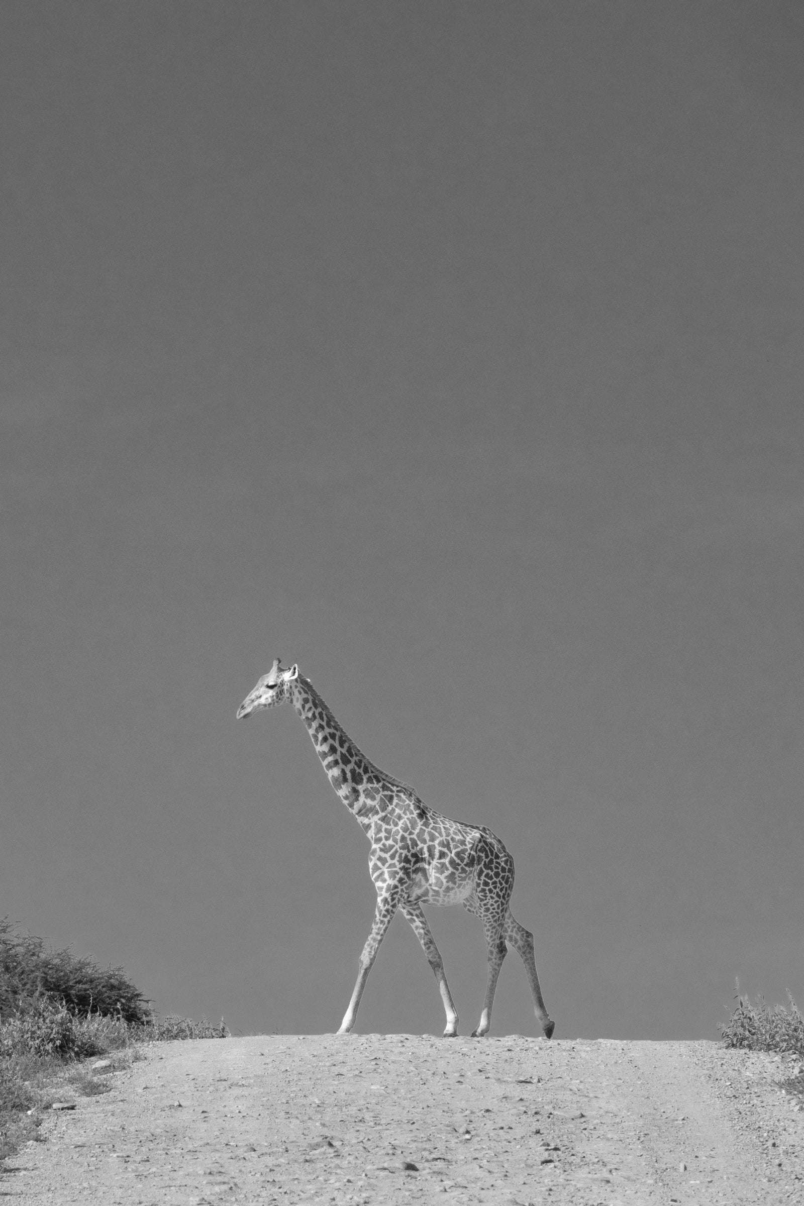 A Lolloping Giraffe Walking across the Road. Tsavo East National Park - Black and White
