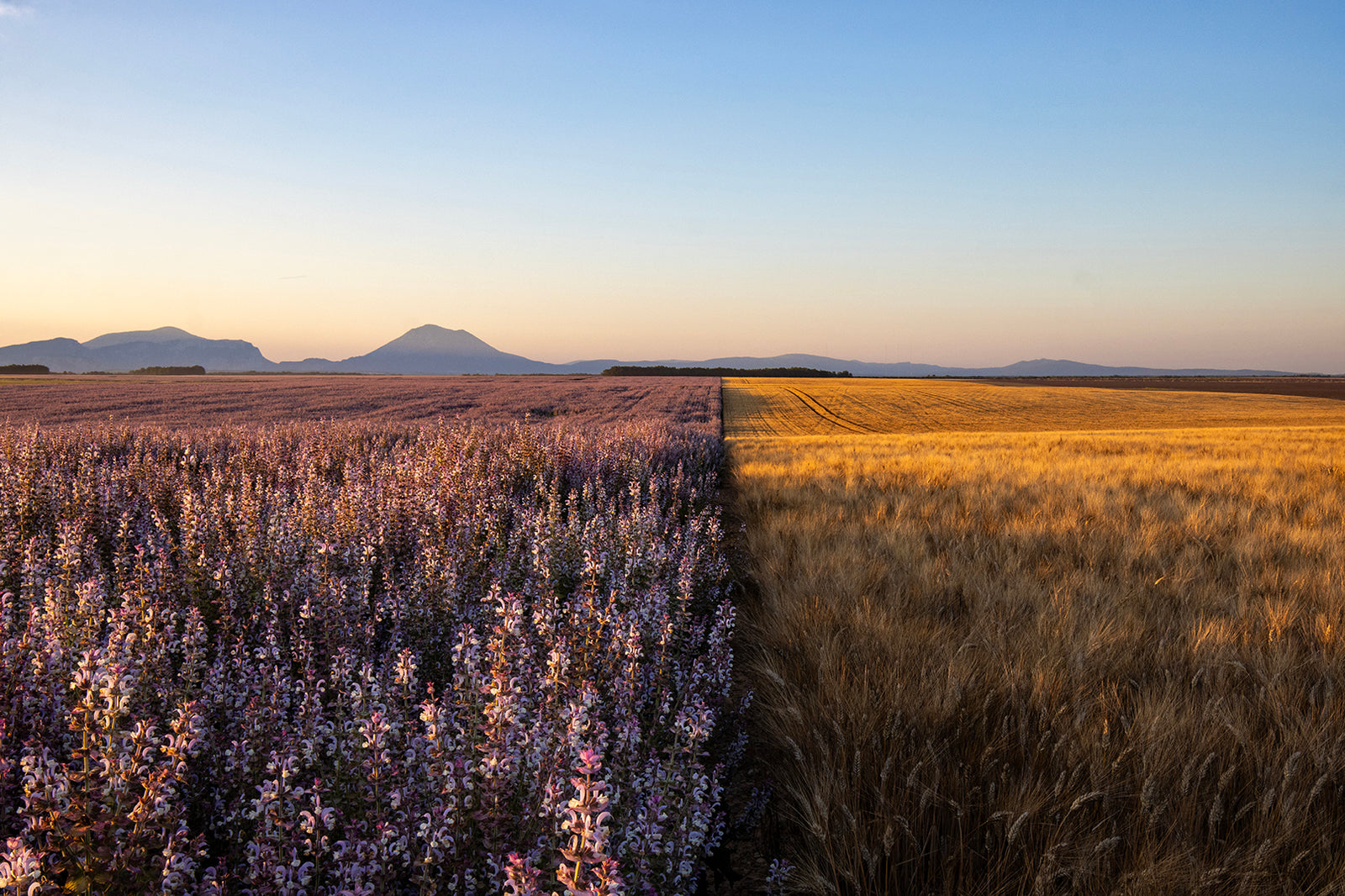 Clary Salvia (sage) and Barley Fields on the Plateau de Valensole in Provence, France.