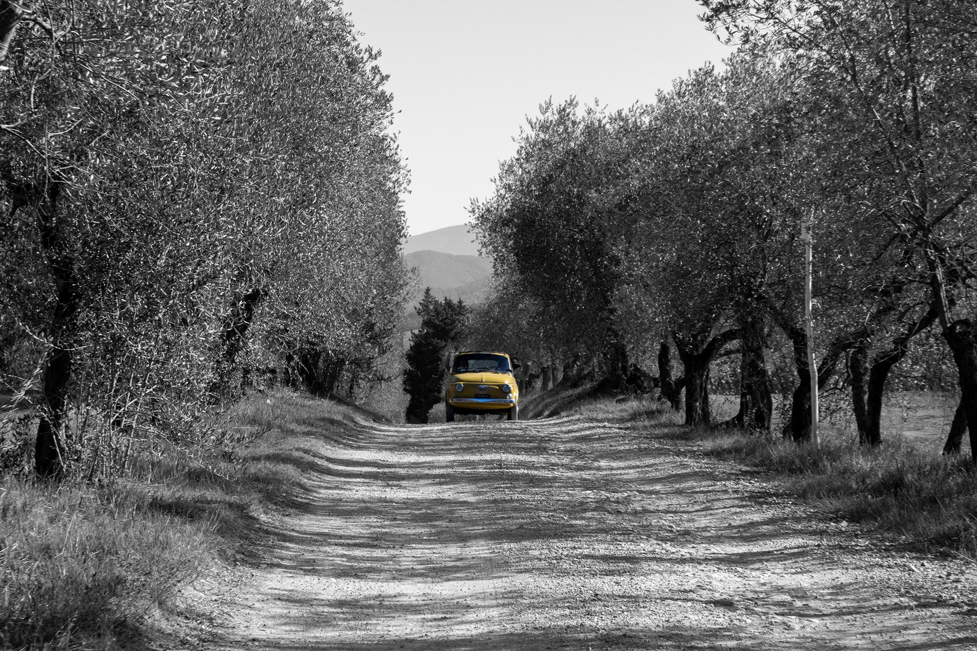 Yellow Cinquecento driving on a track between the olive trees - Italy