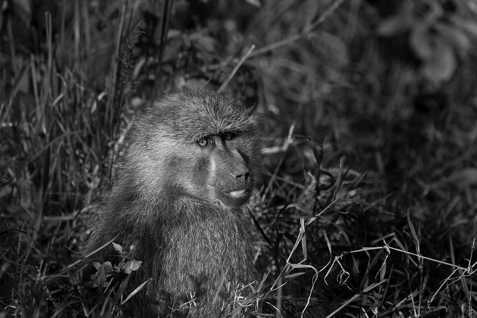 A Baboon Portrait