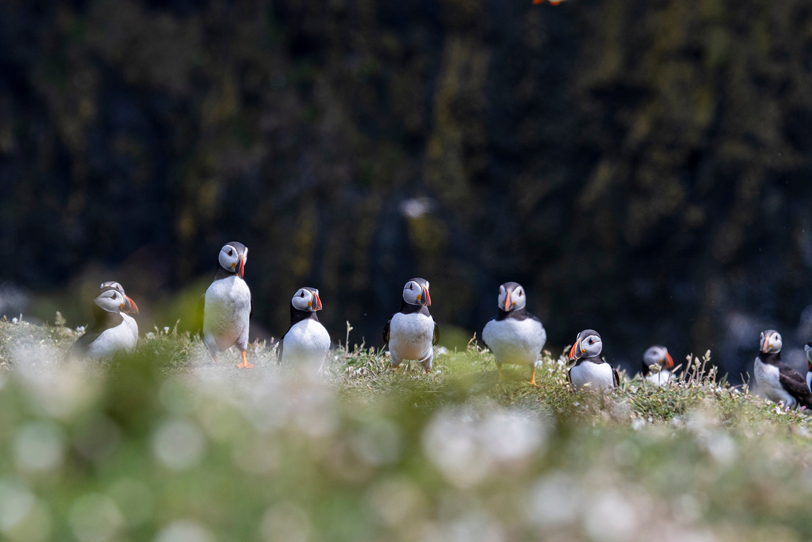 A Line of Puffins - Skomer Island